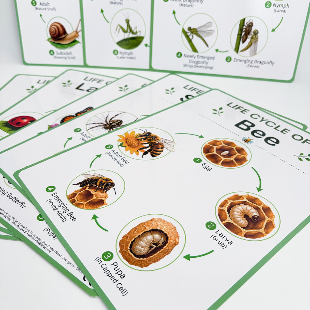 8Pcs Nature Life Cycle Educati - Kids Educational Poster ulasan dan harga